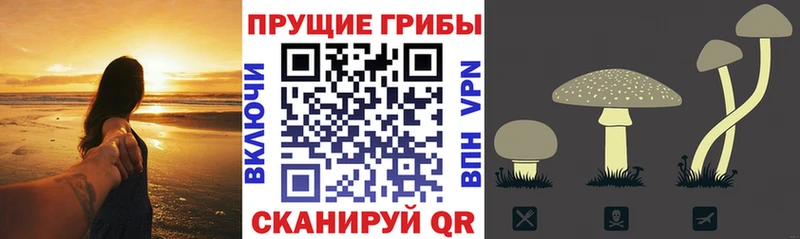 Псилоцибиновые грибы Cubensis  Петухово 